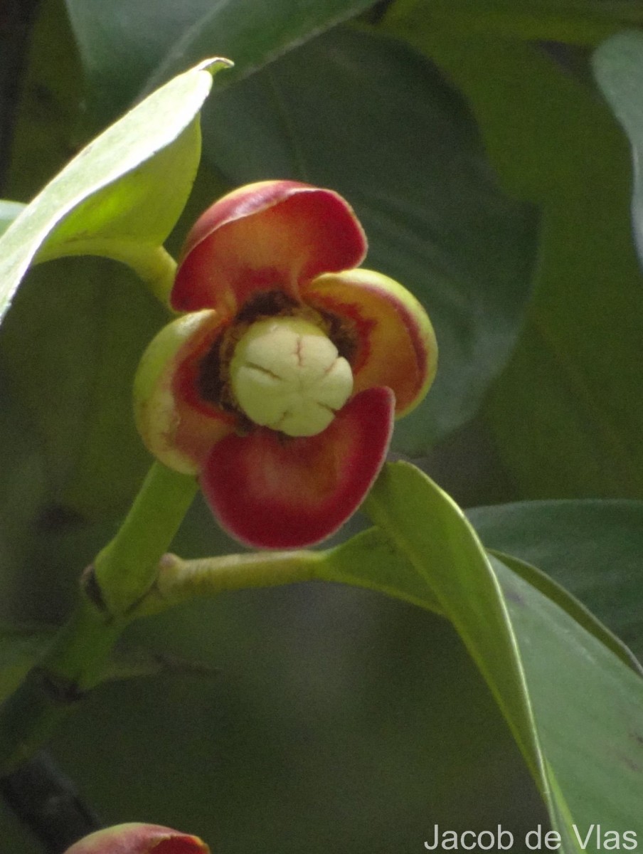 Garcinia mangostana L.
